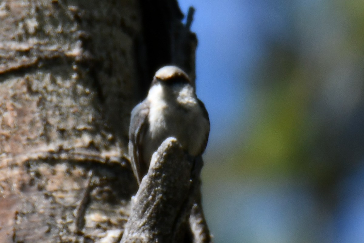 Pygmy Nuthatch - ML638656259