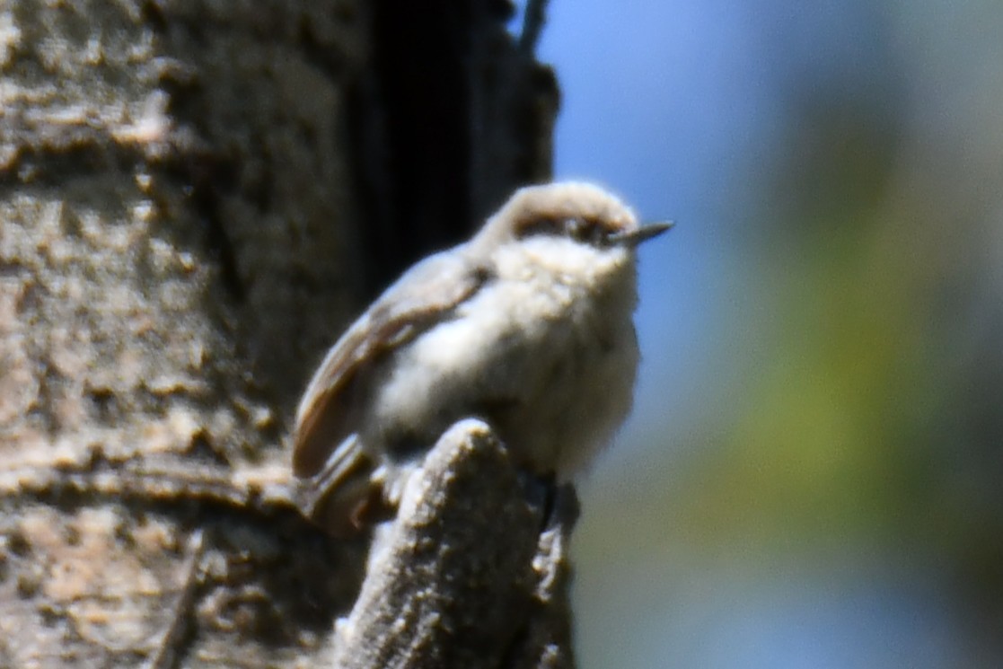 Pygmy Nuthatch - ML638656260