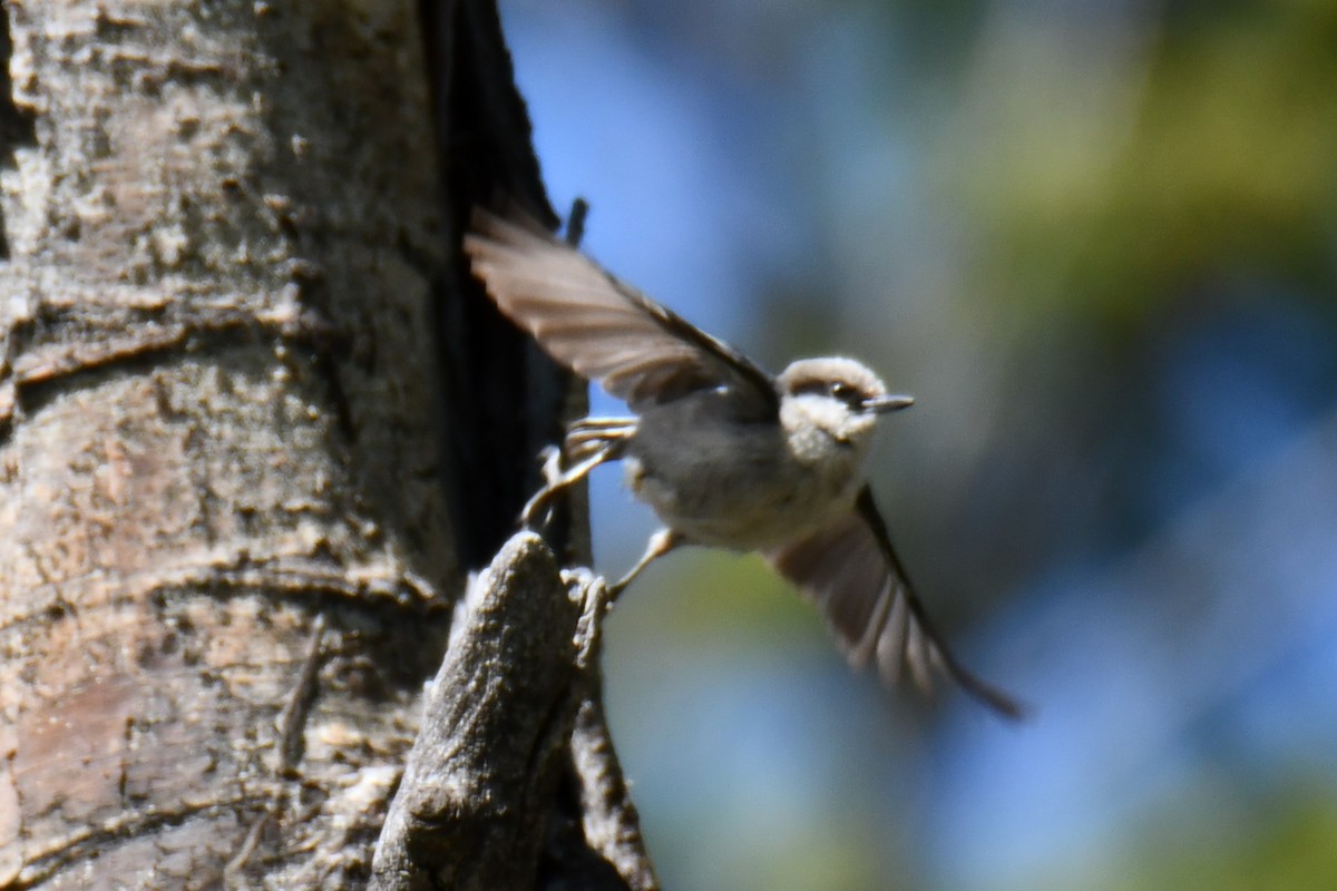 Pygmy Nuthatch - ML638656262