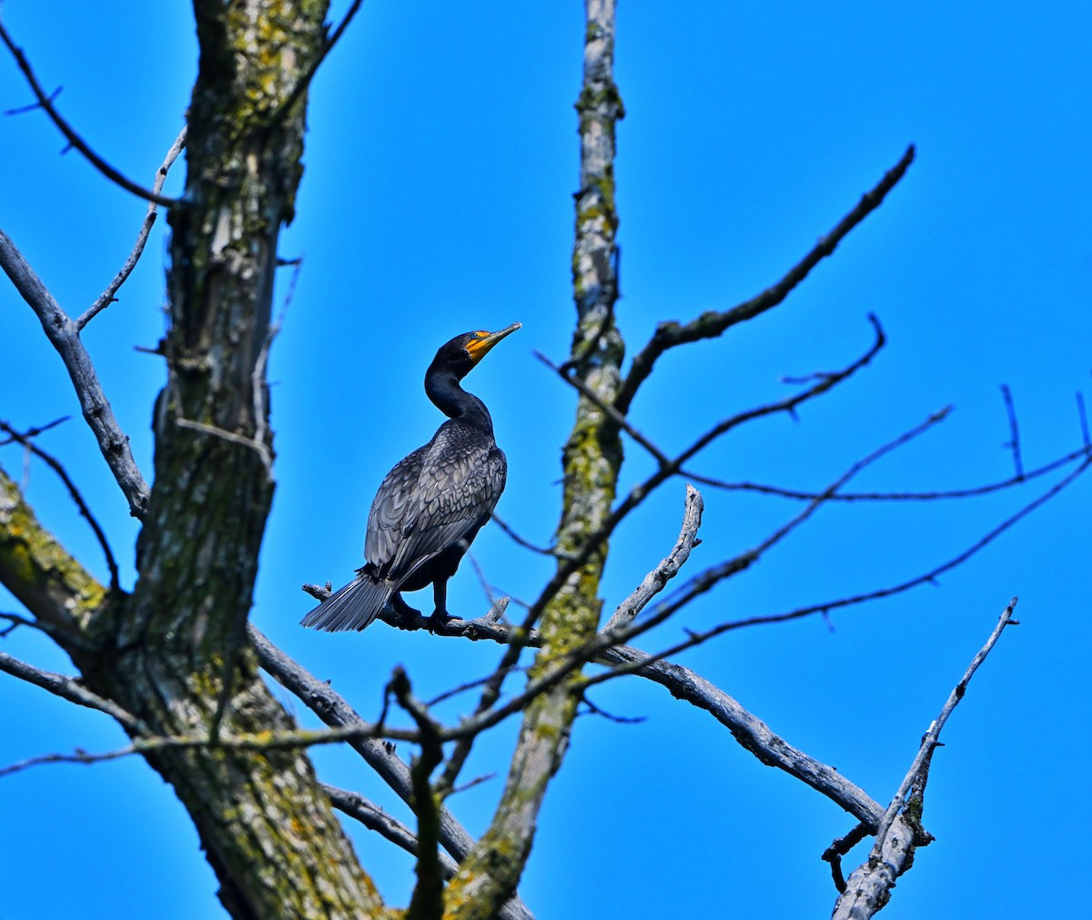 Double-crested Cormorant - ML638656264