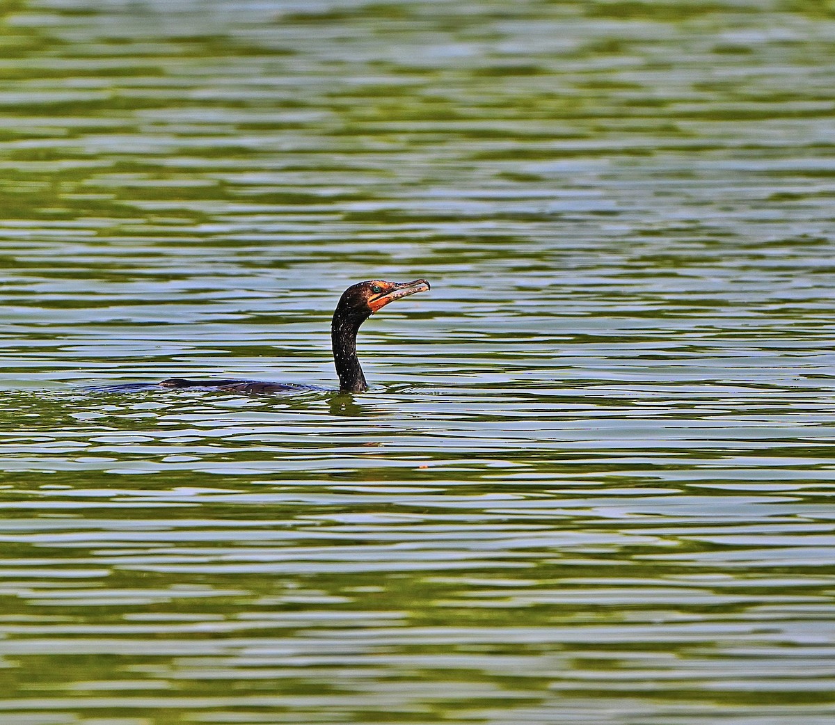 Double-crested Cormorant - ML638656265