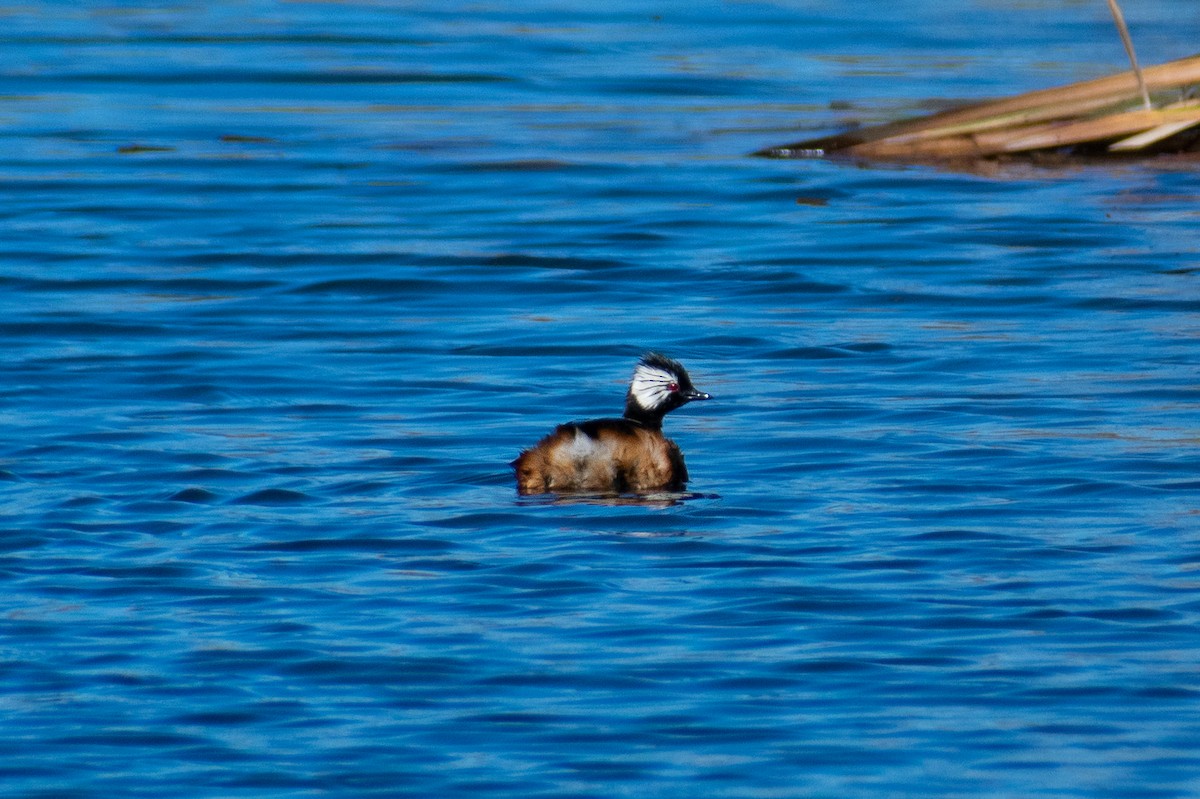 White-tufted Grebe - ML638656272