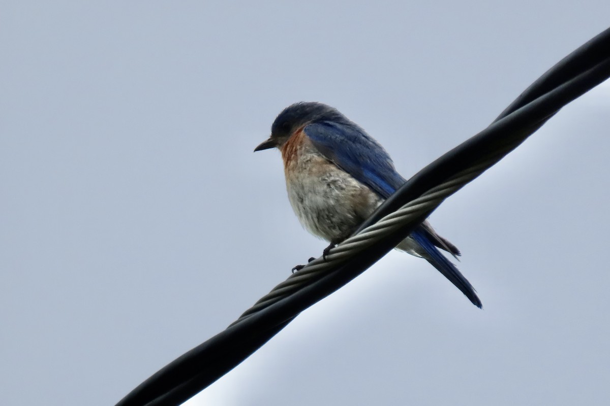 Eastern Bluebird - ML638656291