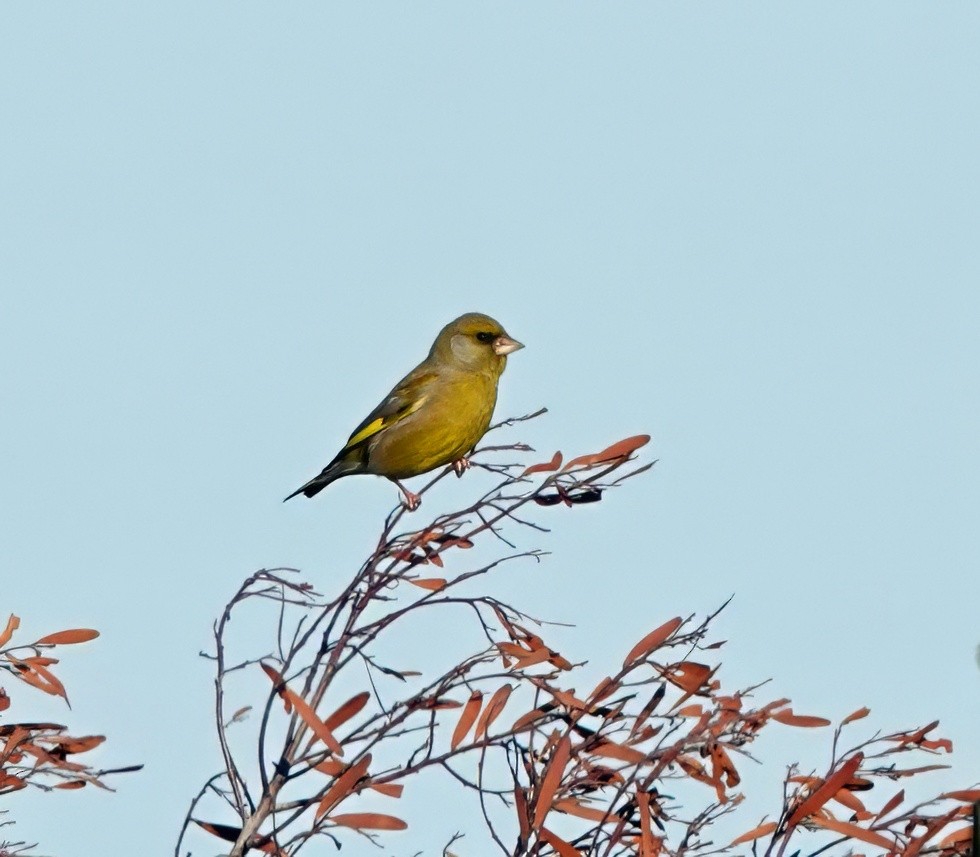 European Greenfinch - ML638656337