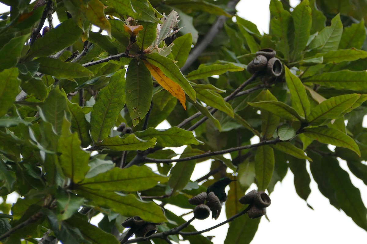 Short-tailed Emerald - ML638656350