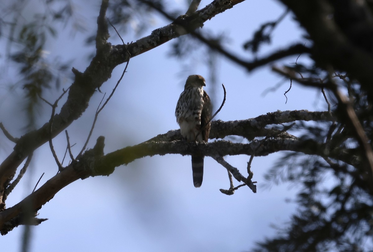 Bicolored Hawk - ML638656351