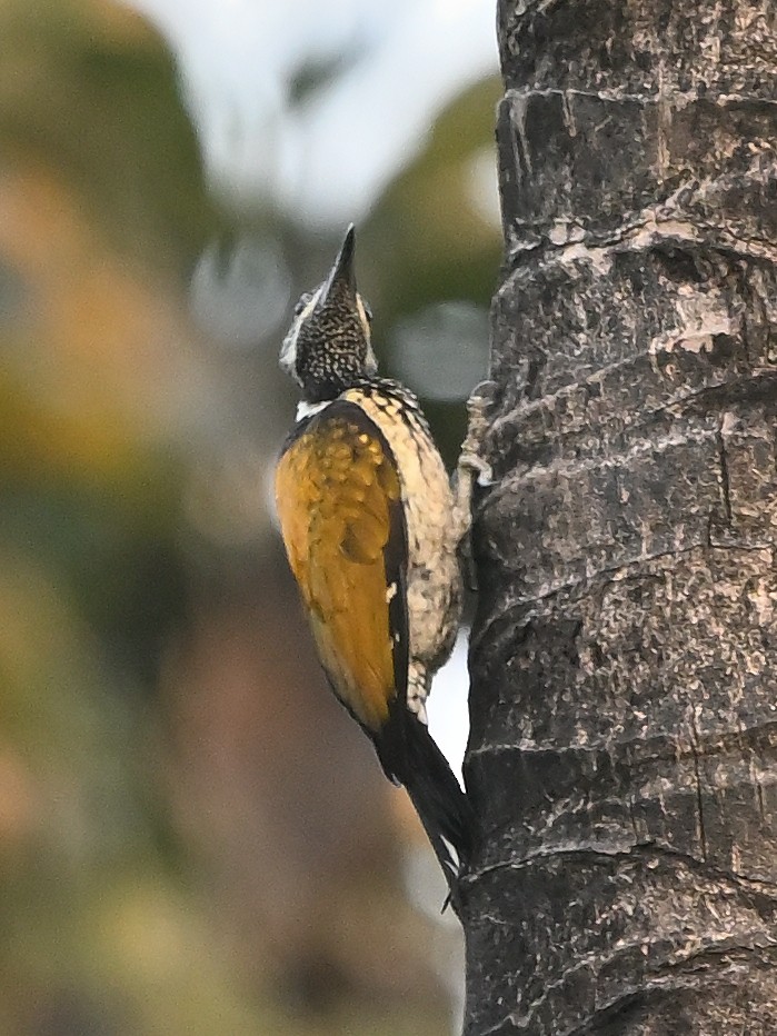 Black-rumped Flameback - ML638656364