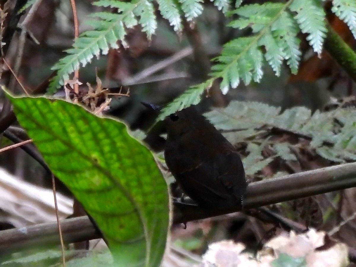 Pygmy Cupwing - ML638656366