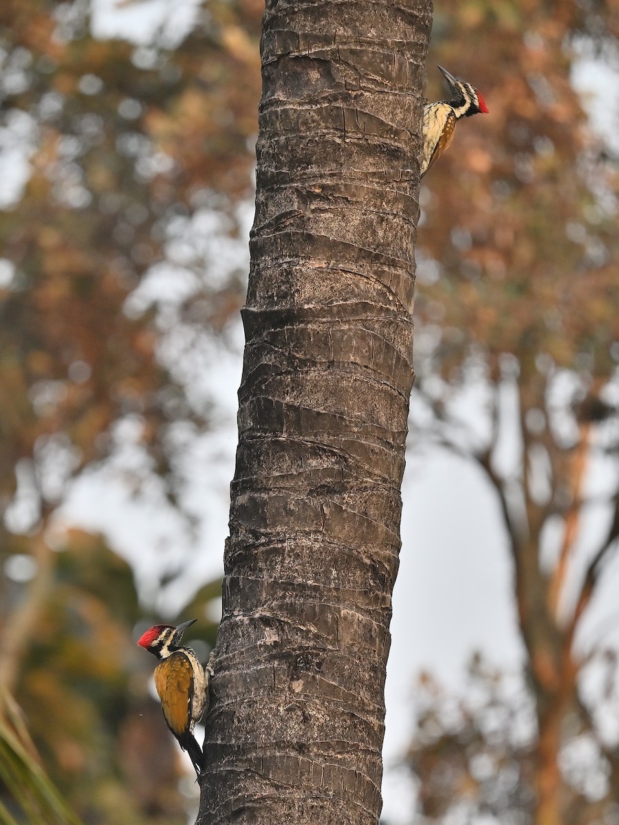Black-rumped Flameback - ML638656367