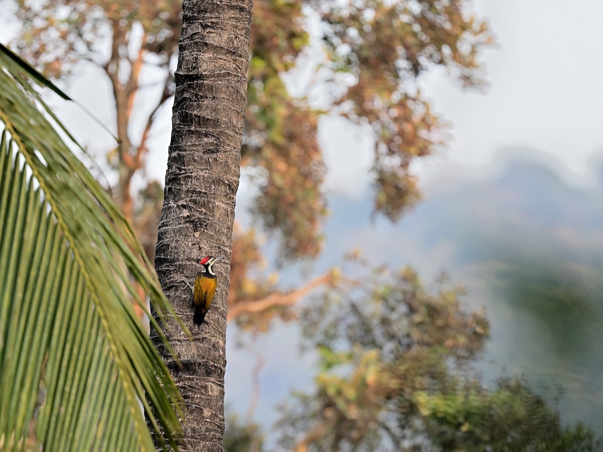 Black-rumped Flameback - ML638656368