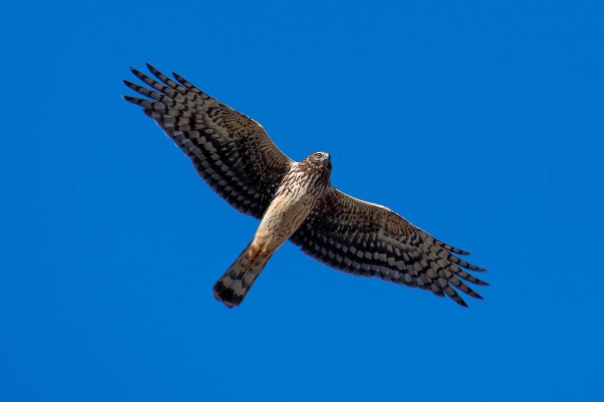 Cinereous Harrier - ML638656376