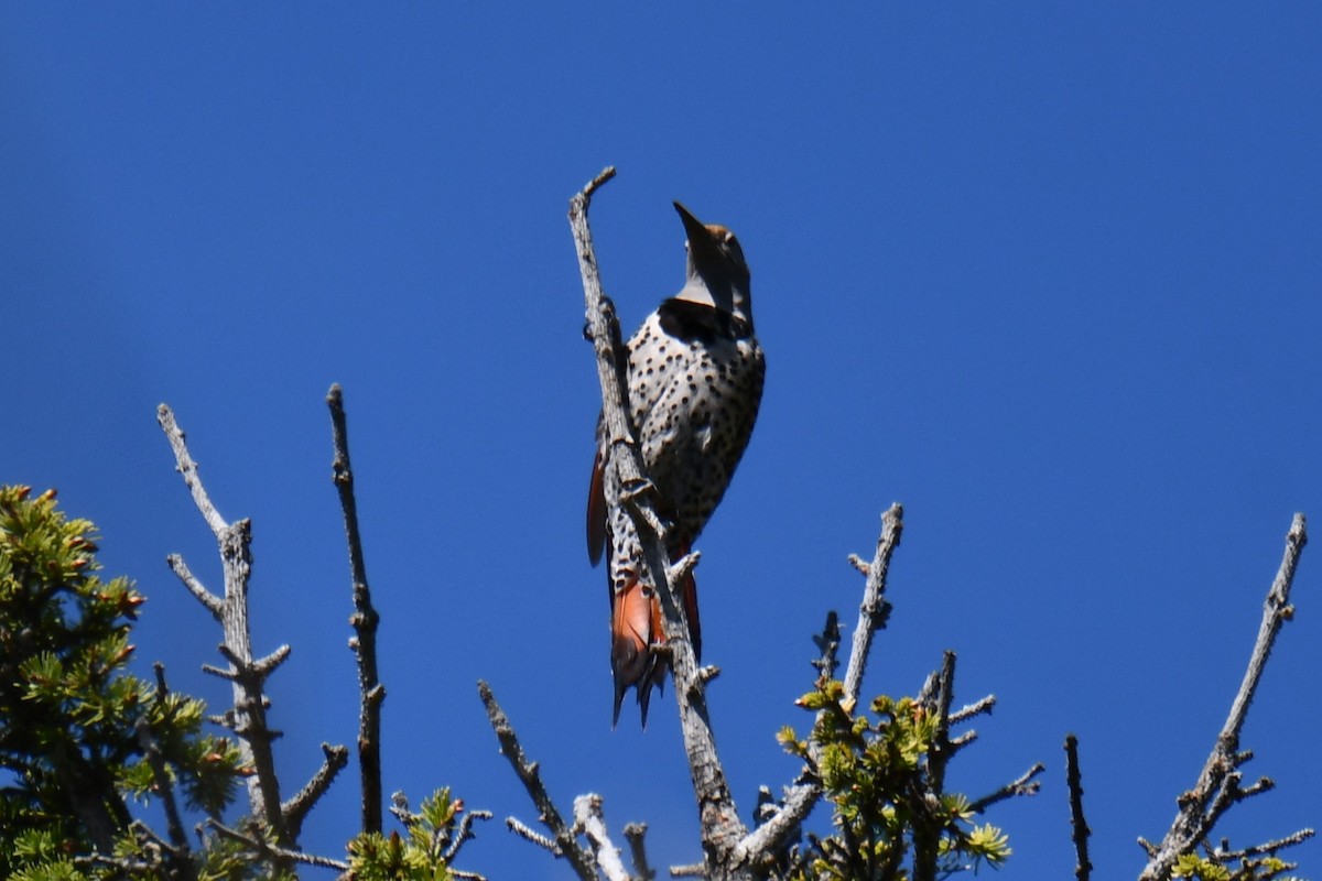 Northern Flicker - ML638656395
