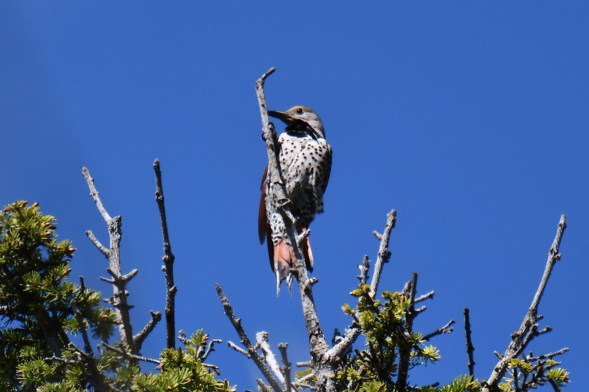 Northern Flicker - ML638656396
