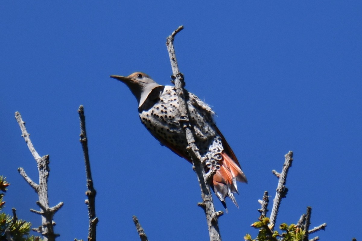 Northern Flicker - ML638656397
