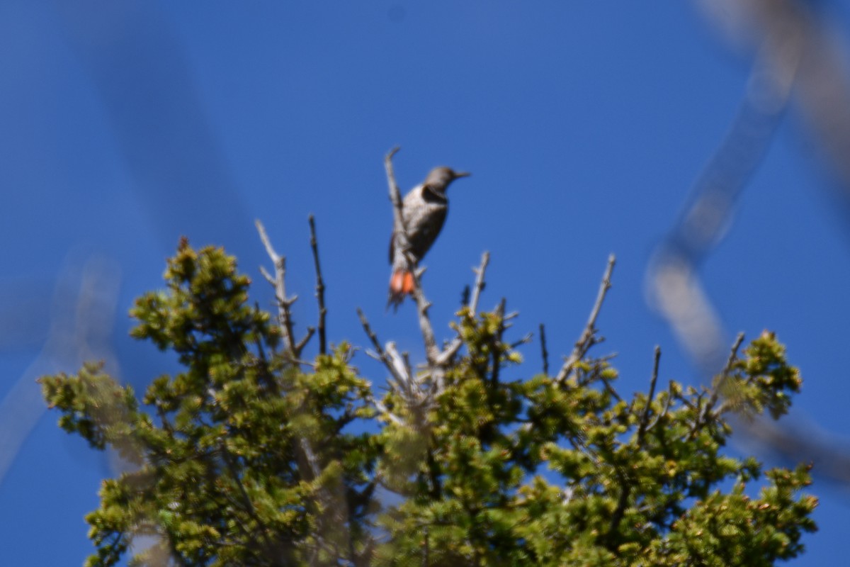 Northern Flicker - ML638656398