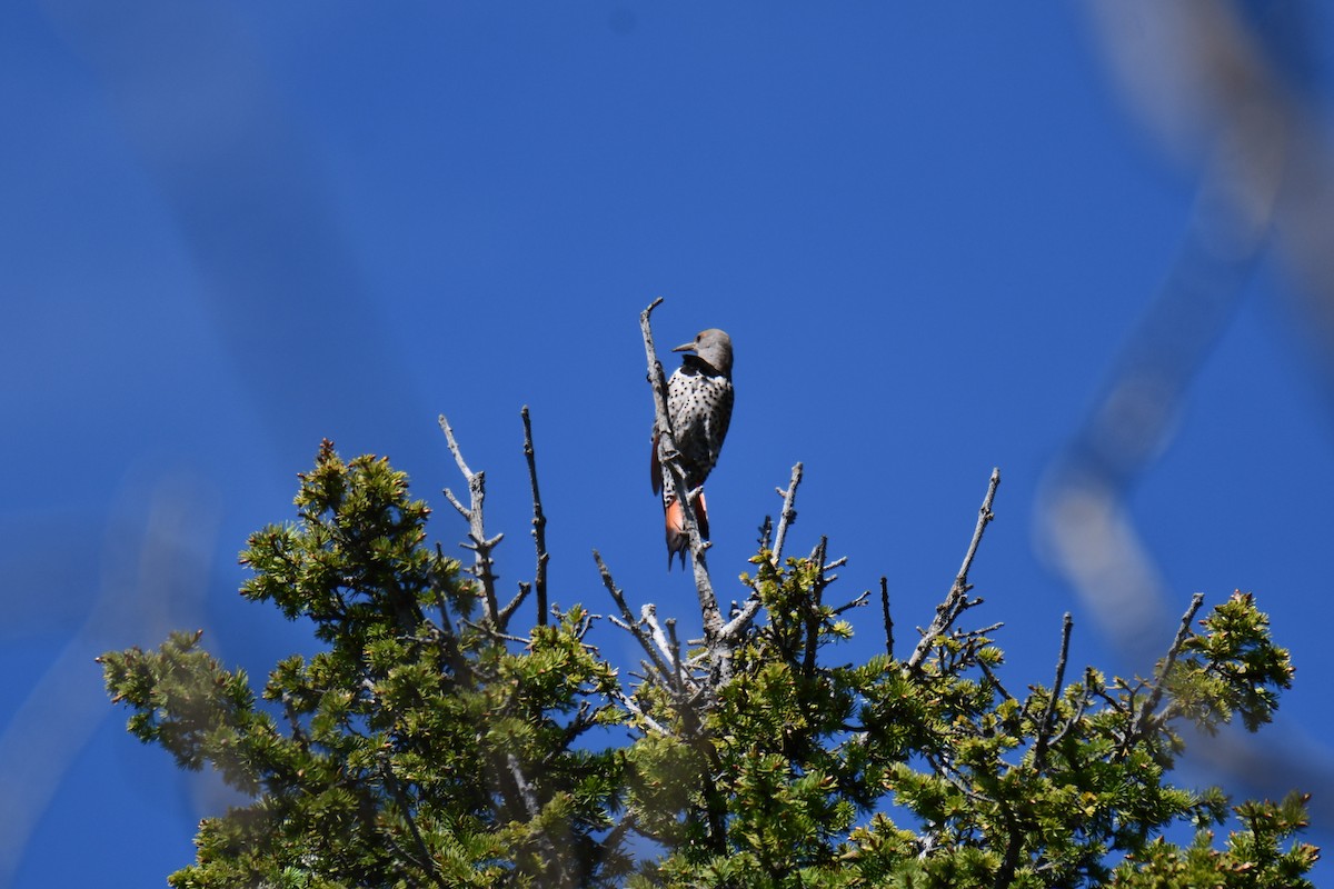Northern Flicker - ML638656399