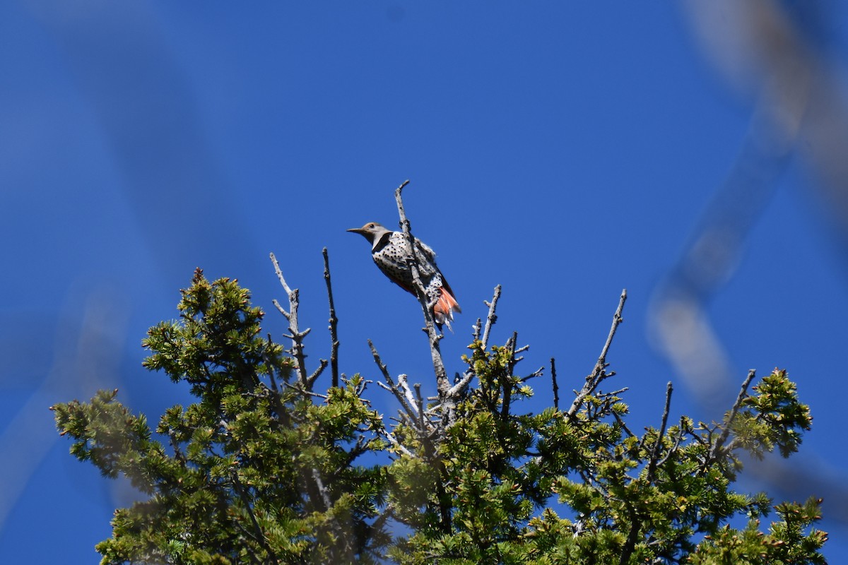 Northern Flicker - ML638656400
