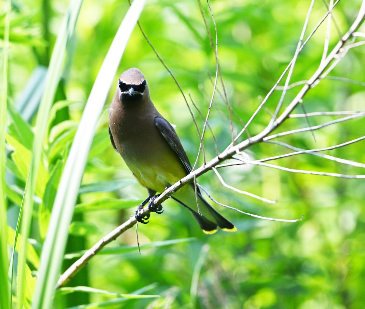 Cedar Waxwing - ML638656404