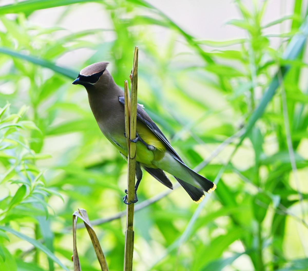 Cedar Waxwing - ML638656405