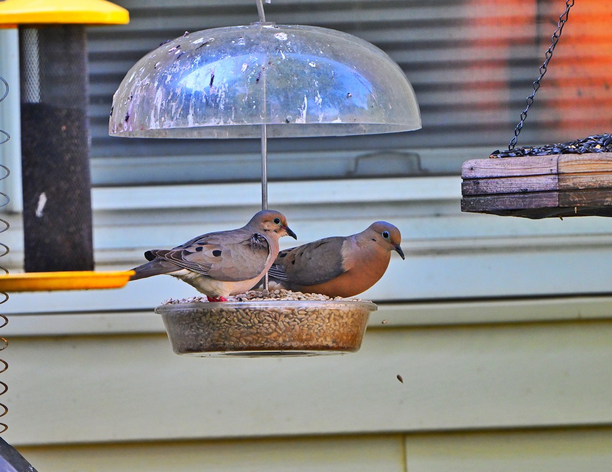Mourning Dove - ML638656437