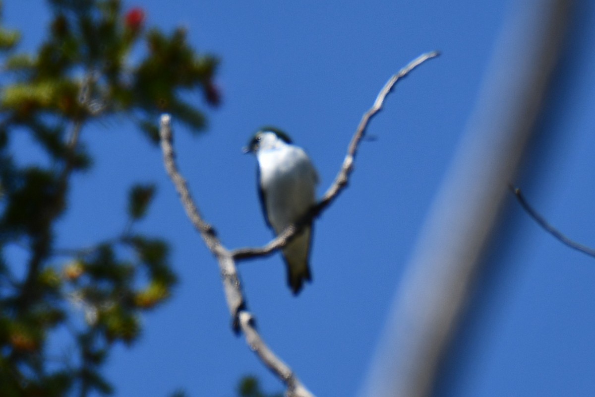Violet-green Swallow - ML638656513