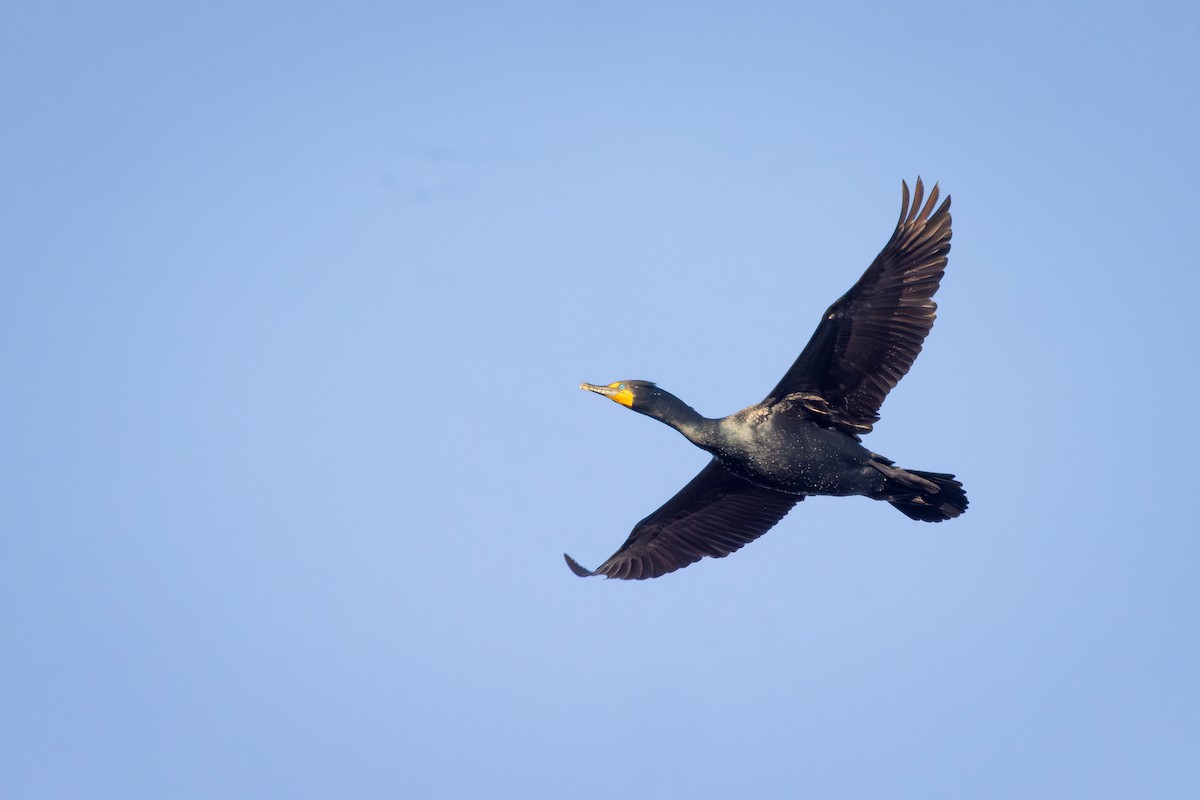 Double-crested Cormorant - ML638656535