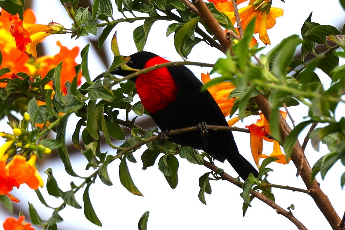 Red-collared Myzomela - ML638656554