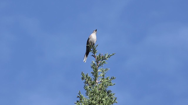 Townsend's Solitaire - ML638656572