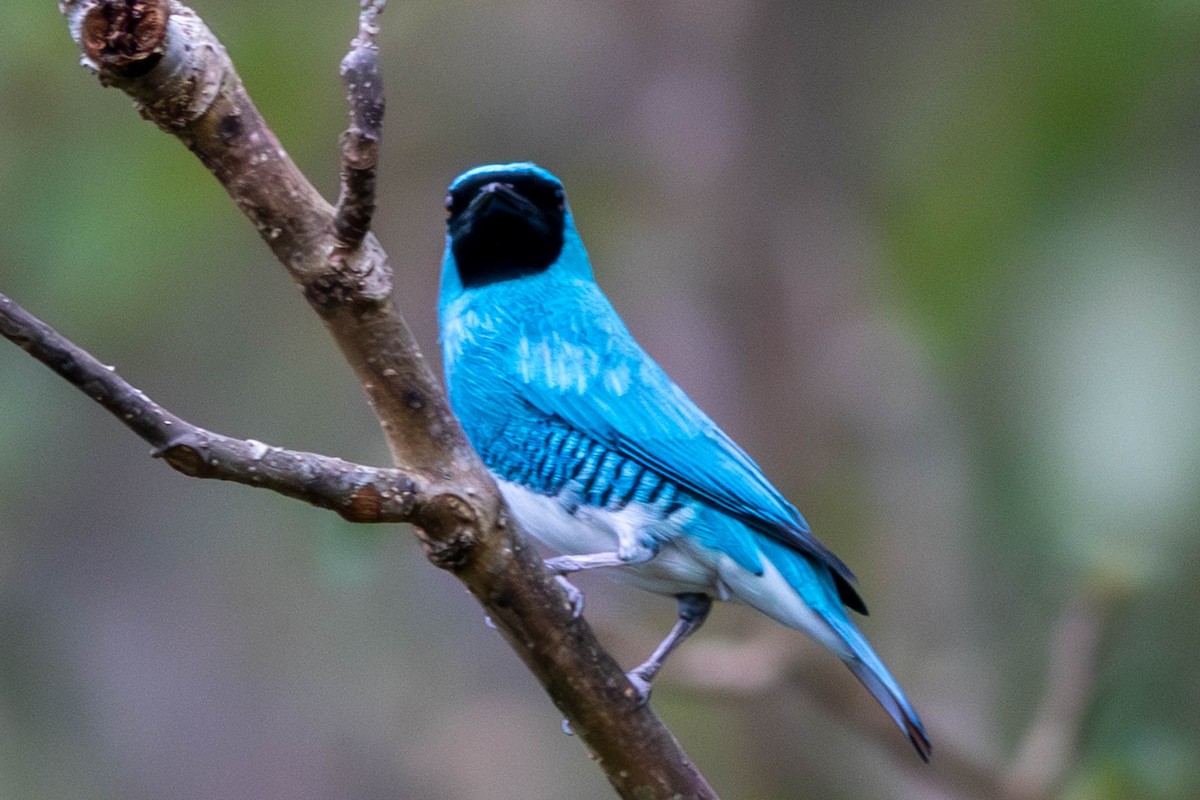 Swallow Tanager - ML638656628