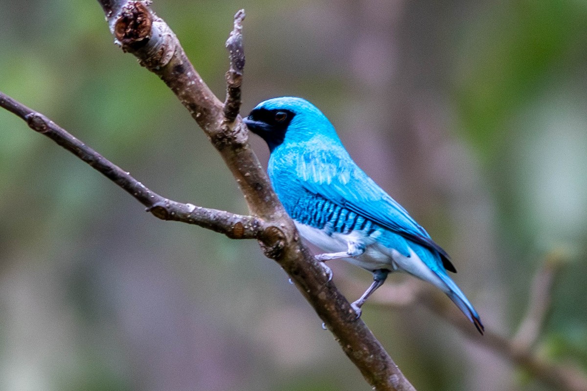 Swallow Tanager - ML638656629