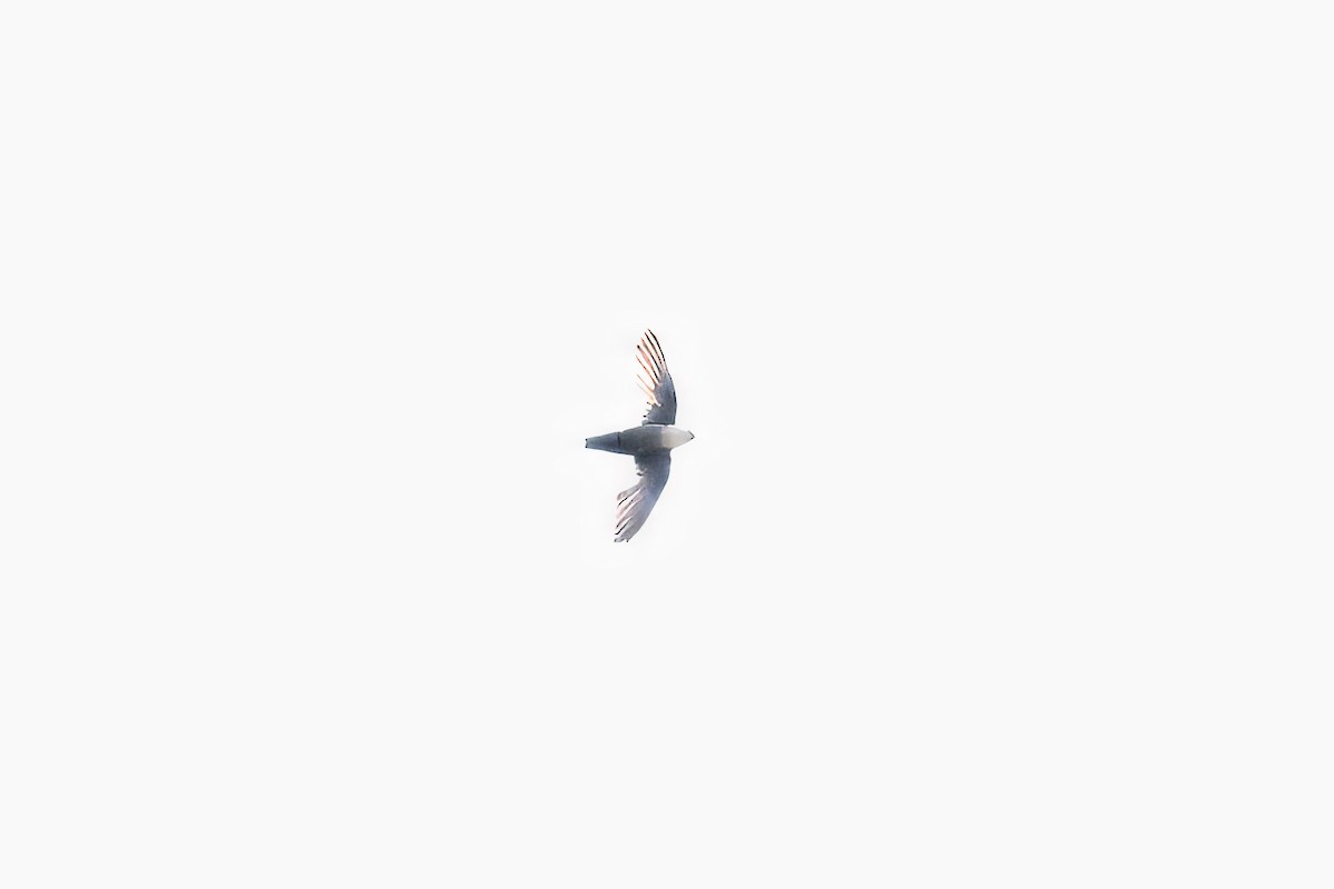 Chimney Swift - ML638656639