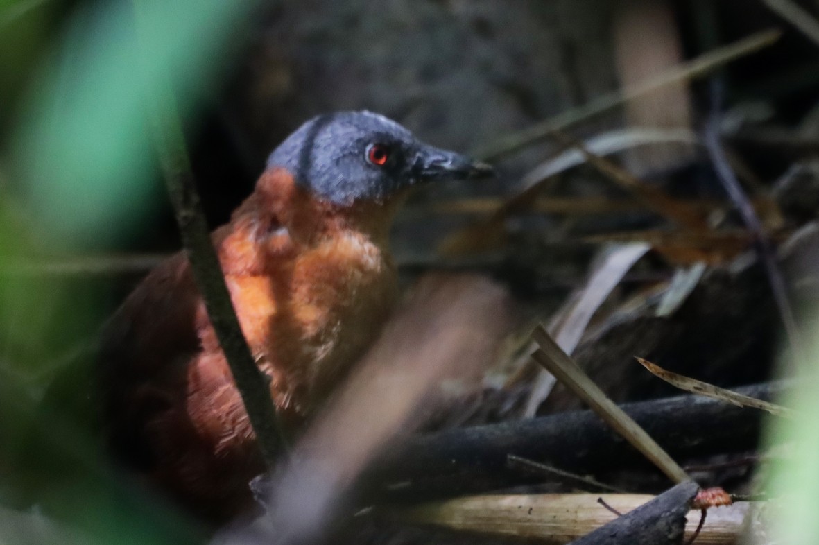 Ruddy Crake - ML638656649