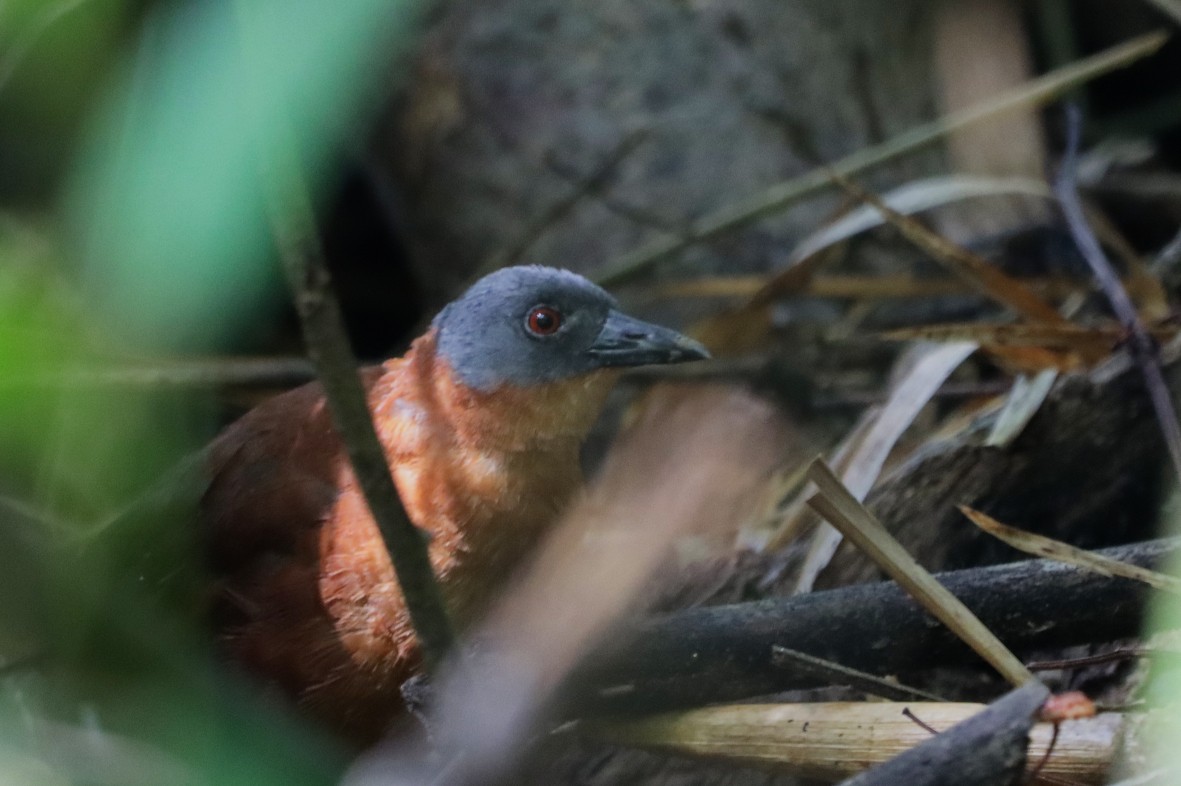 Ruddy Crake - ML638656650