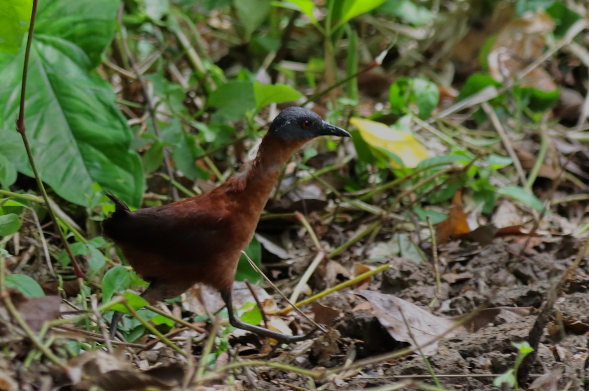 Ruddy Crake - ML638656652
