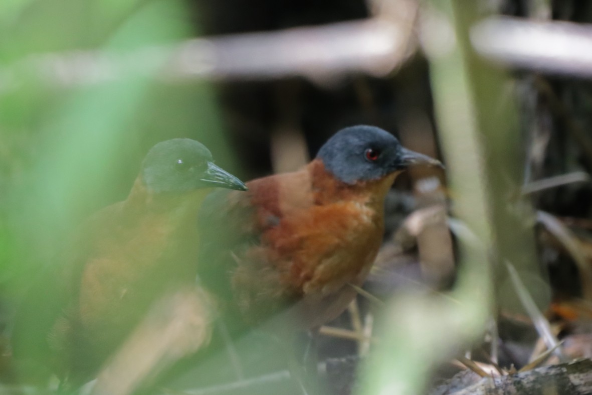 Ruddy Crake - ML638656653