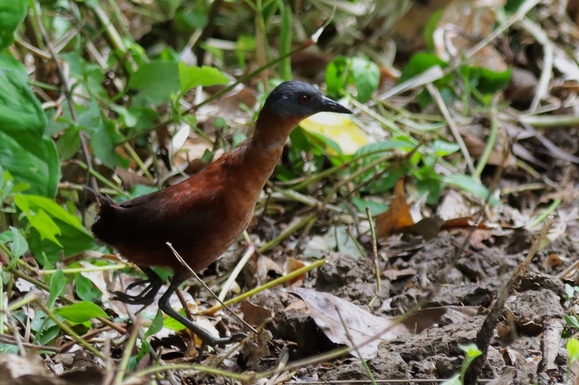 Ruddy Crake - ML638656654