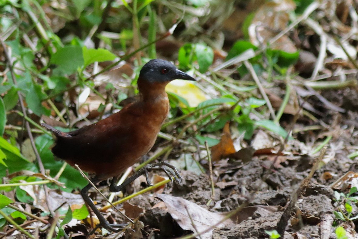Ruddy Crake - ML638656655