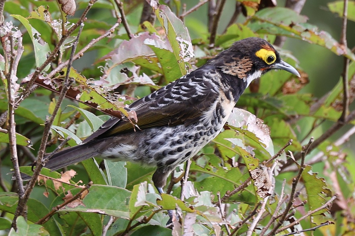 Ornate Melidectes - ML638656714