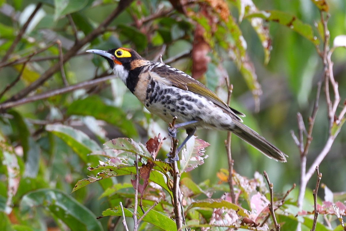 Ornate Melidectes - ML638656715
