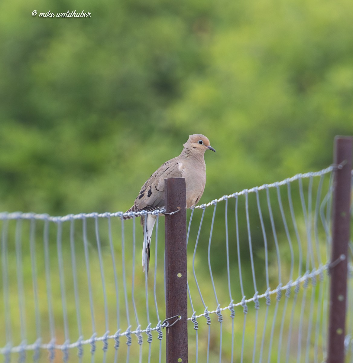 Mourning Dove - ML638656735