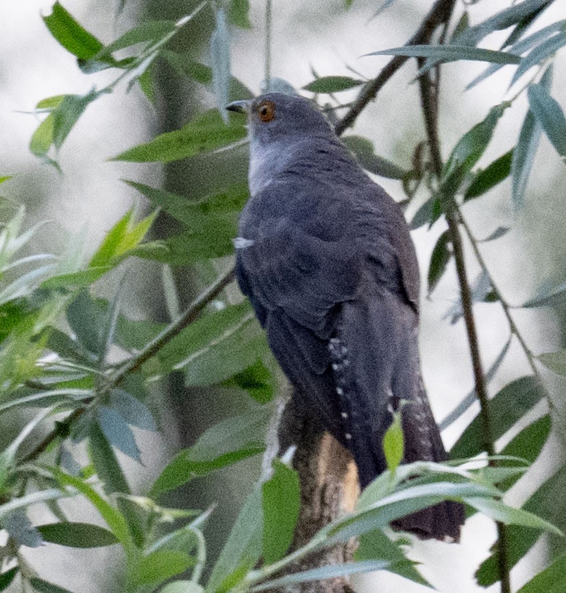 Common Cuckoo - ML638656753