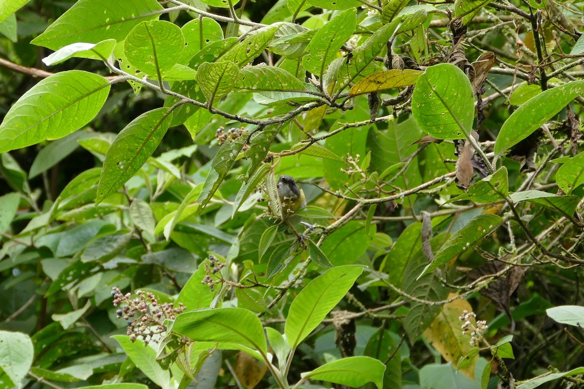 Ashy-throated Chlorospingus - ML638656756
