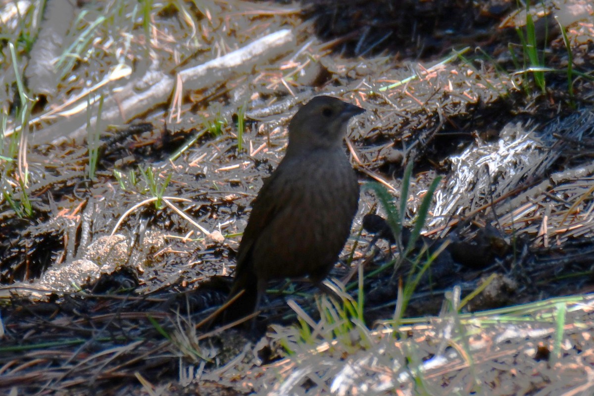 Brown-headed Cowbird - ML638656757
