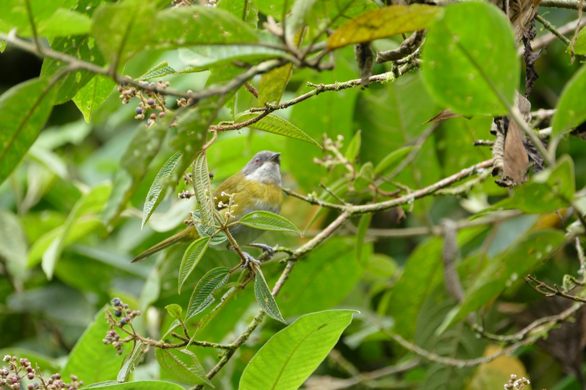 Ashy-throated Chlorospingus - ML638656762