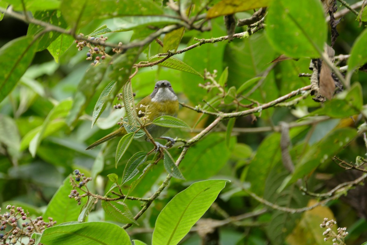 Ashy-throated Chlorospingus - ML638656764