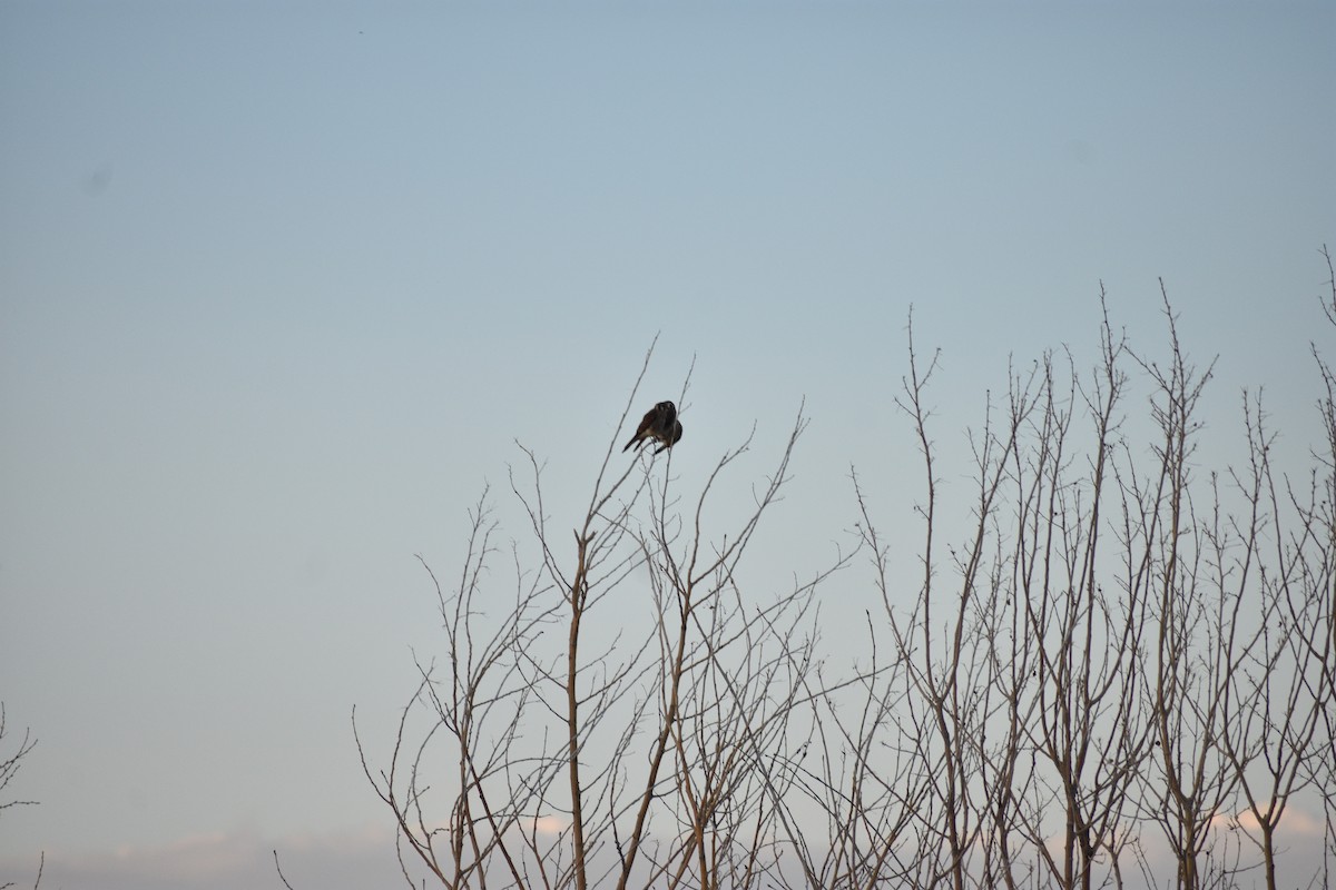 American Kestrel - ML638656787