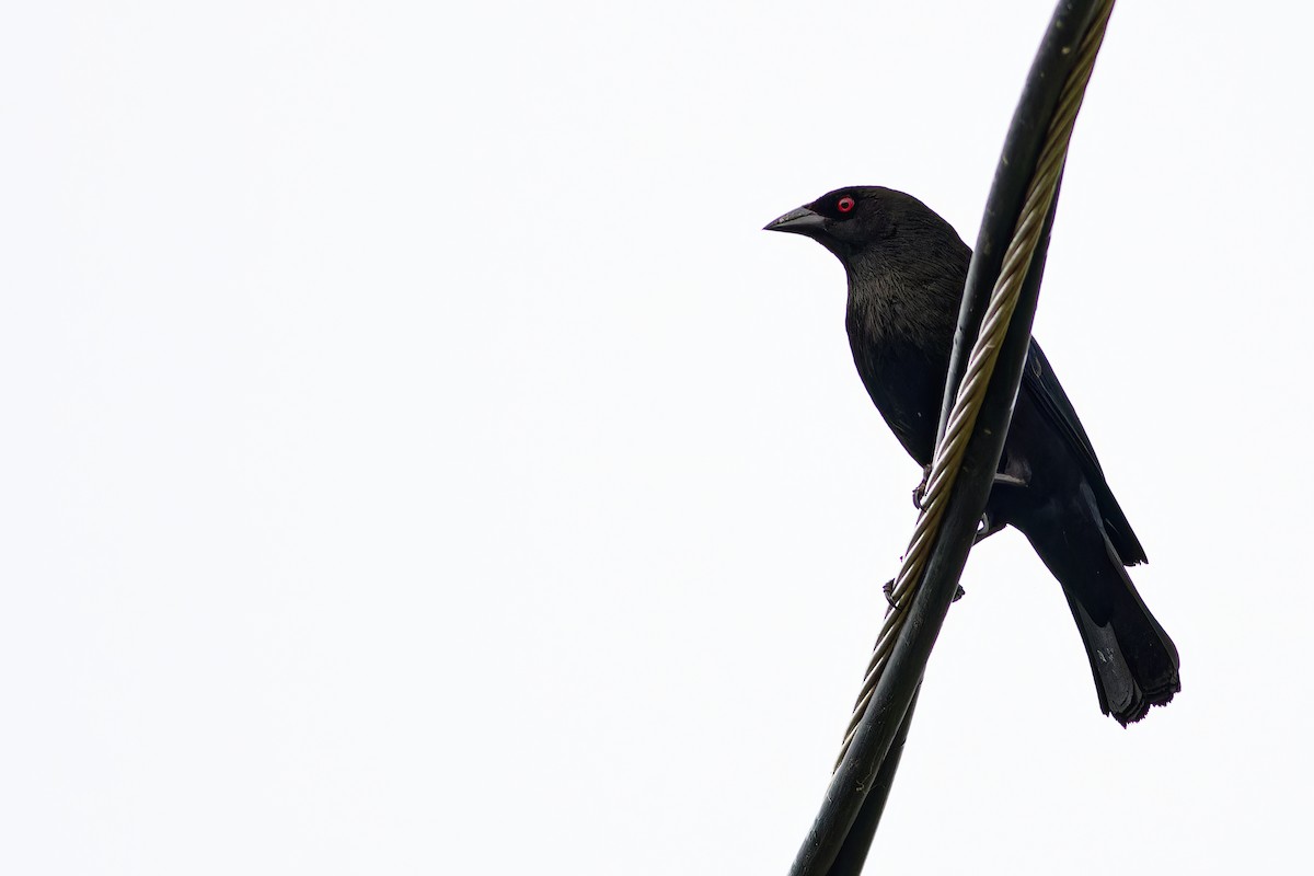 Bronzed Cowbird - ML638656790
