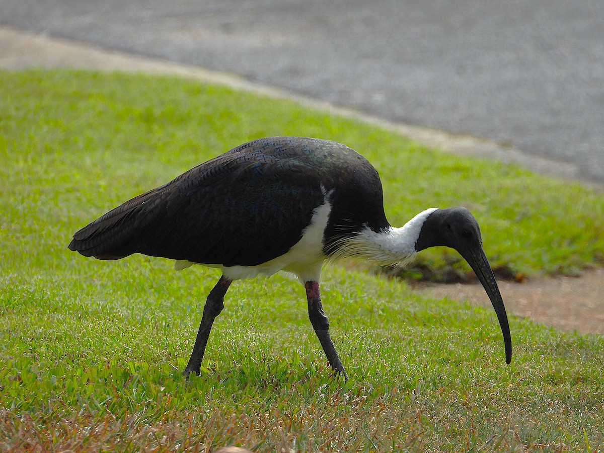 Straw-necked Ibis - ML638656791