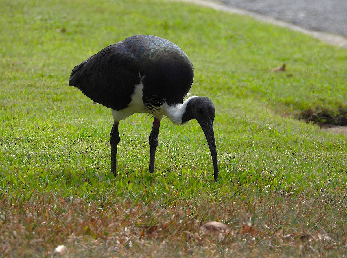 Straw-necked Ibis - ML638656792