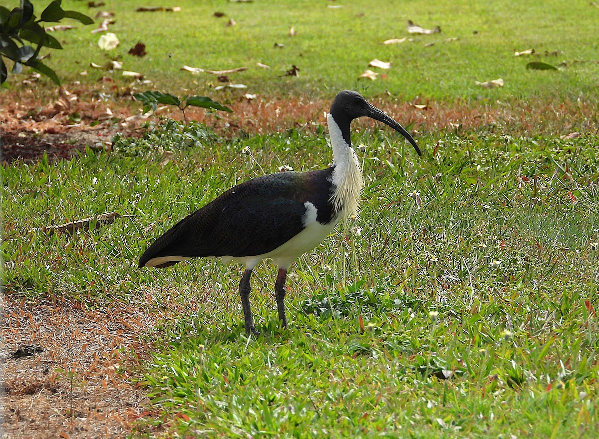Straw-necked Ibis - ML638656793